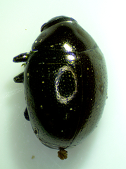 Oomorphus concolor