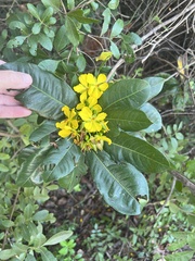 Ochna atropurpurea