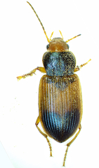 Diachromus germanus