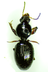Dyschirius