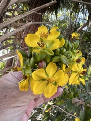 Ochna atropurpurea