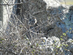 Passer hispaniolensis