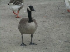 Branta canadensis