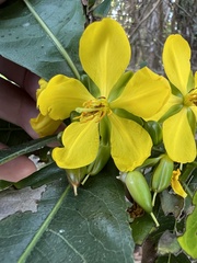 Ochna atropurpurea