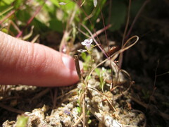 Phacelia lemmonii