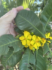 Ochna atropurpurea