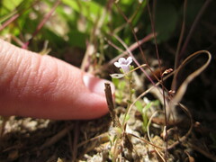 Phacelia lemmonii