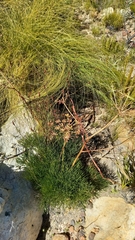 Nanobubon strictum
