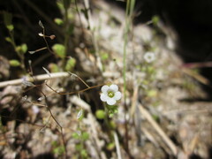 Phacelia lemmonii