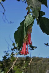 Fuchsia boliviana