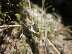 Phacelia lemmonii