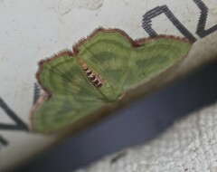 Metallochlora lineata