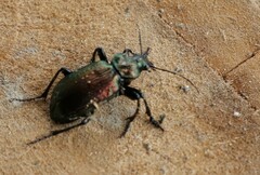 Carabina