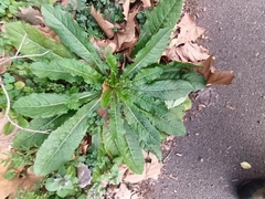 Lactuca virosa