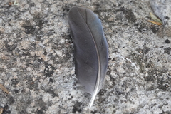 Porphyrio melanotus melanotus