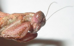 Ligaria