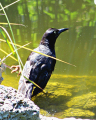 Quiscalus major