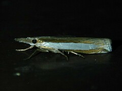 Crambus leachellus