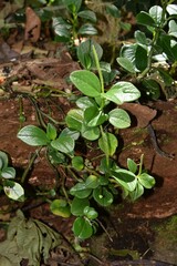Peperomia borbonensis