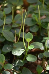 Peperomia borbonensis