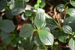 Peperomia borbonensis