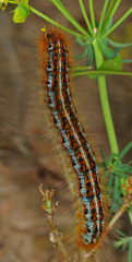 Malacosoma franconicum