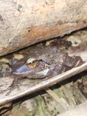 Eleutherodactylus coqui