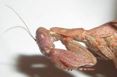 Ligaria