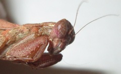 Ligaria