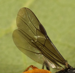 Bracon