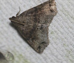 Lithilaria proestans