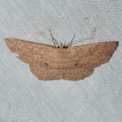 Cyclophora myrtaria