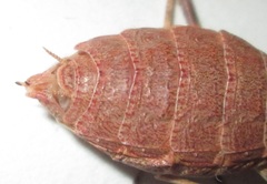 Ligaria