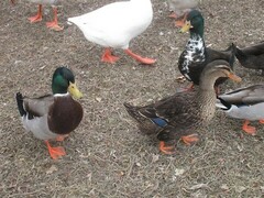 Anas platyrhynchos domesticus
