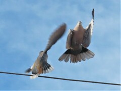 Streptopelia decaocto