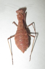 Ligaria