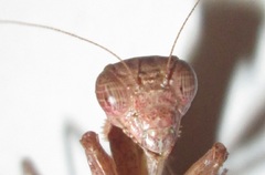 Ligaria
