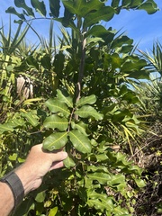 Cupaniopsis anacardioides