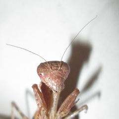 Ligaria