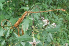 Imantodes lentiferus