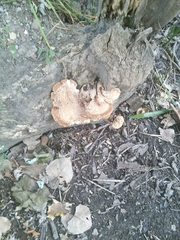 Cerioporus squamosus