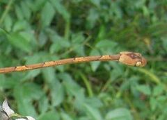 Imantodes lentiferus