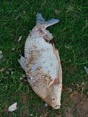 Prochilodus lineatus