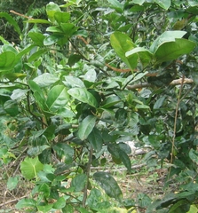 Imantodes lentiferus