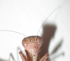 Ligaria