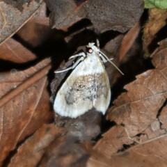 Lipocosmodes fuliginosalis
