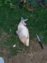 Prochilodus lineatus