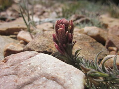 Castilleja cinerea