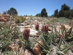 Castilleja cinerea