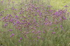 Vernonanthura nudiflora